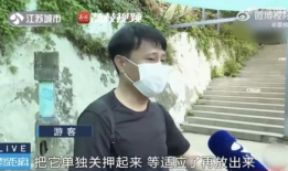 网红吃瓜前线,揭秘娱乐圈最新热点事件